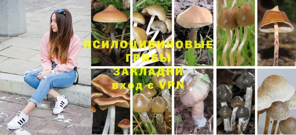 стаф Касимов