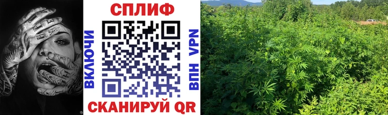 где купить   Тамбов  Бошки марихуана тримм 